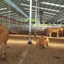 한우사육축사 이미지