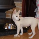 하나유키 이미지