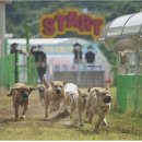 도그야 놀자 이미지