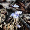 홍천1교 이미지