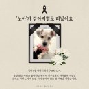 노아가 강아지별로 긴 여행을 떠났습니다 이미지