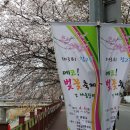 348회 토요걷기(4월11일 오후1시)우이천벗꽃축제-북서울숲-초안산 이미지