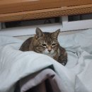 규펫