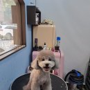 남양주 애견샵 이미지