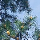 송홧가루 휘날리고 이미지