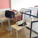 도그조아 이미지