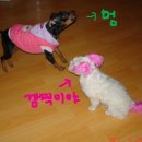 꽁쓰 이미지