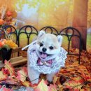 댕댕아야옹 이미지