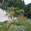 낭도 꿈뜰펜션 이미지