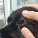 시엘 메디칼 이미지