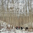 하얀세상 | 인제 : 강원도 눈구경 겨울이면 볼 수 있는 하얀 세상 후기 원대리 속삭이는자작나무숲
