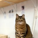 태안나비 이미지