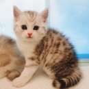 익산원펫 이미지