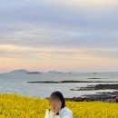 수성당 | 유채꽃과 바다를 함께 볼 수 있는 &#39;수성당&#39; :: 평일 오후 방문 후기 (4월 24일)