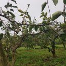 성자 농장 이미지