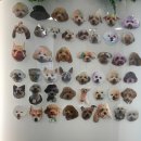 놀러오개 애견유치원 애견호텔 청라신도시점 | 청라 애견유치원 놀러오개, 웃상호프 소형견 놀이방 다녀오다