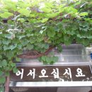 향원식당 네이버블로그
