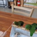 순창 앵무새팜 이미지