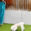 휴멍애견유치원 이미지