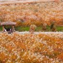 부여하늘농장 이미지