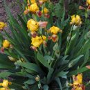 아이리스 이미지