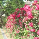 신길근린공원 이미지