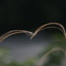 견우와 직녀 이미지