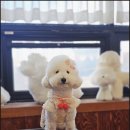 서산애견미용학원