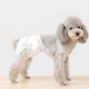 서울88동물의료원 | 천안동물병원, 아이가 임신한것 같아요- 발정·임신·출산 [서울88동물의료원]