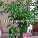 제일농약종묘사 이미지