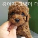 탑애견강아지고양이