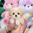 해피독스 애견샵 | 남양주애견분양 강아지분양 전문적인 펫샵 해피애견타운(평내,호평동,마석)