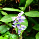 박하제주 이미지