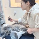 고양이이발관 송도점 | 안심하고 맡길 수 있는 전문적인 송도고양이미용 고양이이발관 송도점