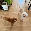 더예쁘개 이미지