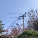 홍매화포차 이미지