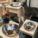 냥이 많은 식탁 이미지