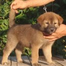 청림견사 이미지