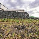 제주 월령리 선인장군락 이미지