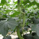 정종희농장 이미지