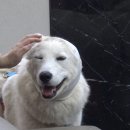 박동물병원 이미지