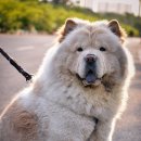차우차우