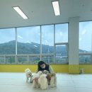 댕스라이프 이미지