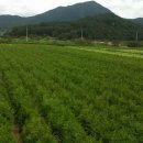 대식농장 이미지