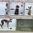 건강하게 동물병원 네이버블로그