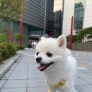 애나동물병원 | 더현대서울 리카리카팝업 쿠션백 착용해본 후기