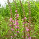 금호강2 이미지