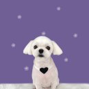 하얀이언니네 이미지