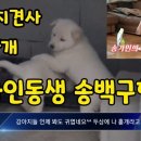 진도현지견사) 송가인동생 송백구형제 넉사냥개 이미지