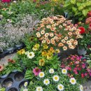 연신내 꽃집/킨텍스 꽃집 보람플라워에서 완전 힐링하구 온 솔직후기!💐